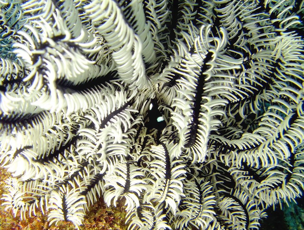 千葉県　坂田　ダイビングポイント　ザトウクジラの骨　ジャクマイヨール