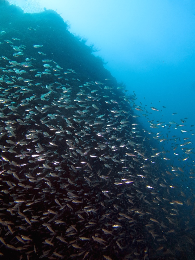 逗子　ダイビング　鎌倉沖　ムギワラエビ