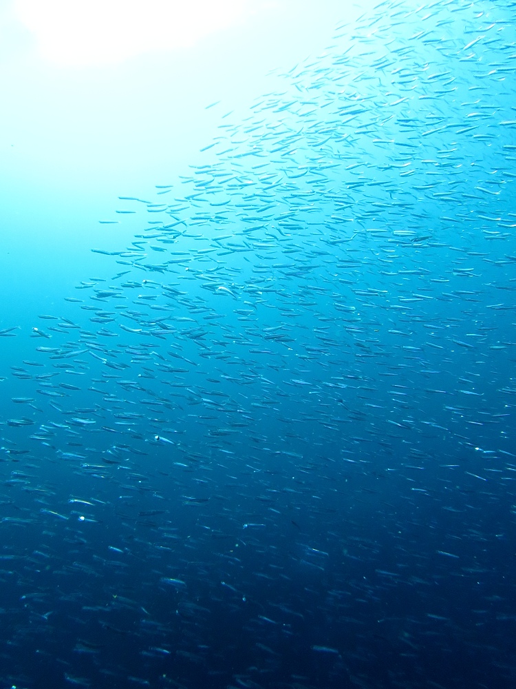 逗子　ダイビング　鎌倉沖　ムギワラエビ