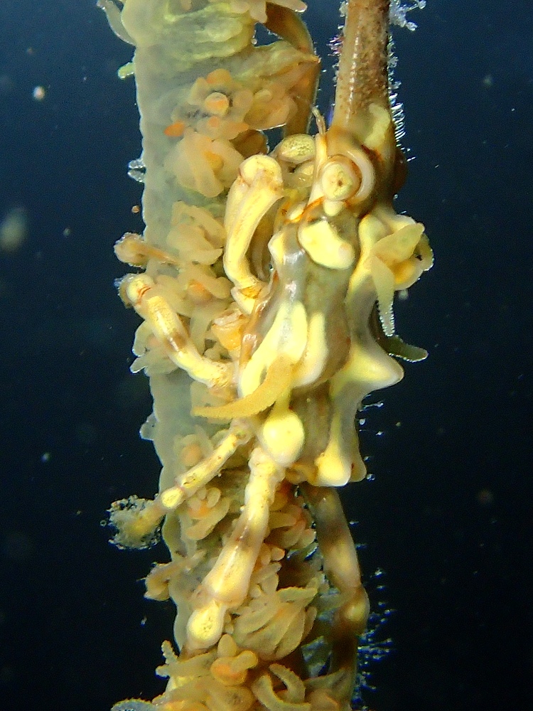 ナイトダイビング　伊豆　大瀬崎