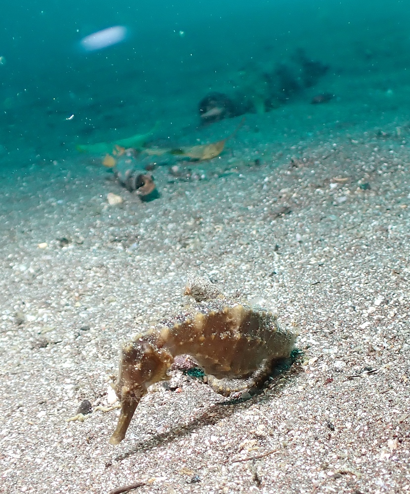 ナイトダイビング　伊豆　大瀬崎