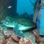 ナイトダイビング　伊豆　大瀬崎