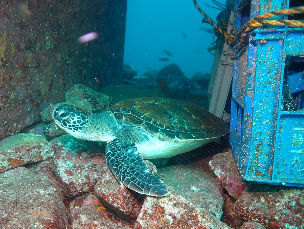 ナイトダイビング　伊豆　大瀬崎
