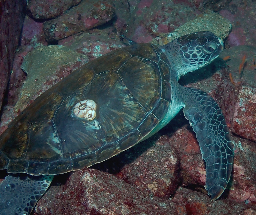 ナイトダイビング　伊豆　大瀬崎