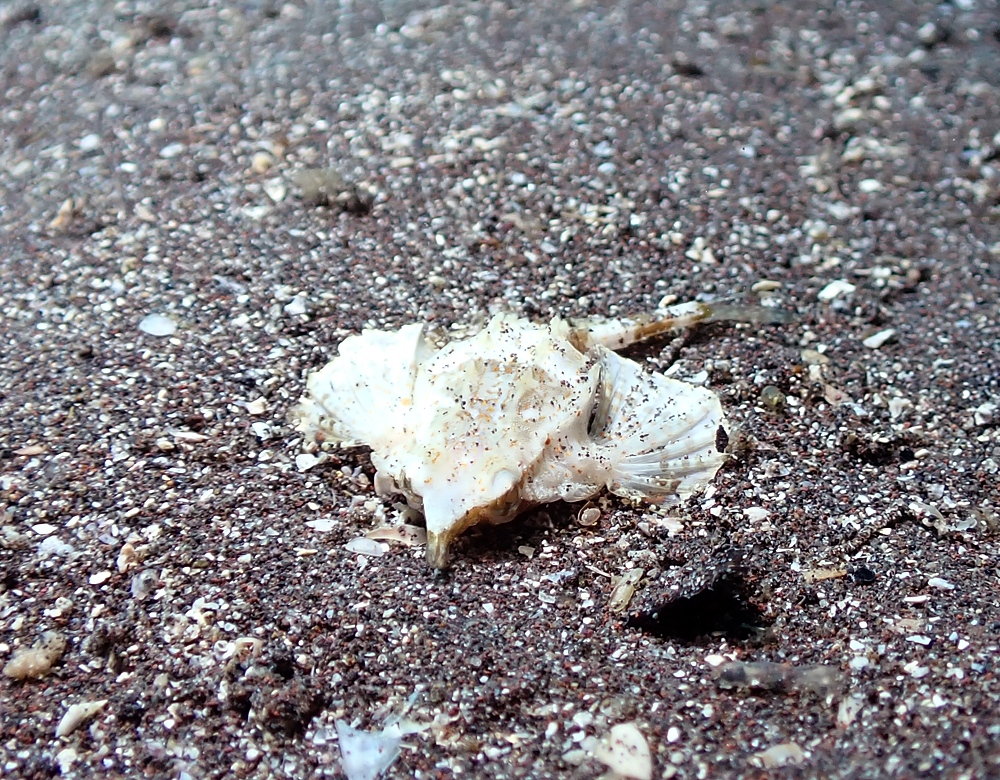 ナイトダイビング　伊豆　大瀬崎