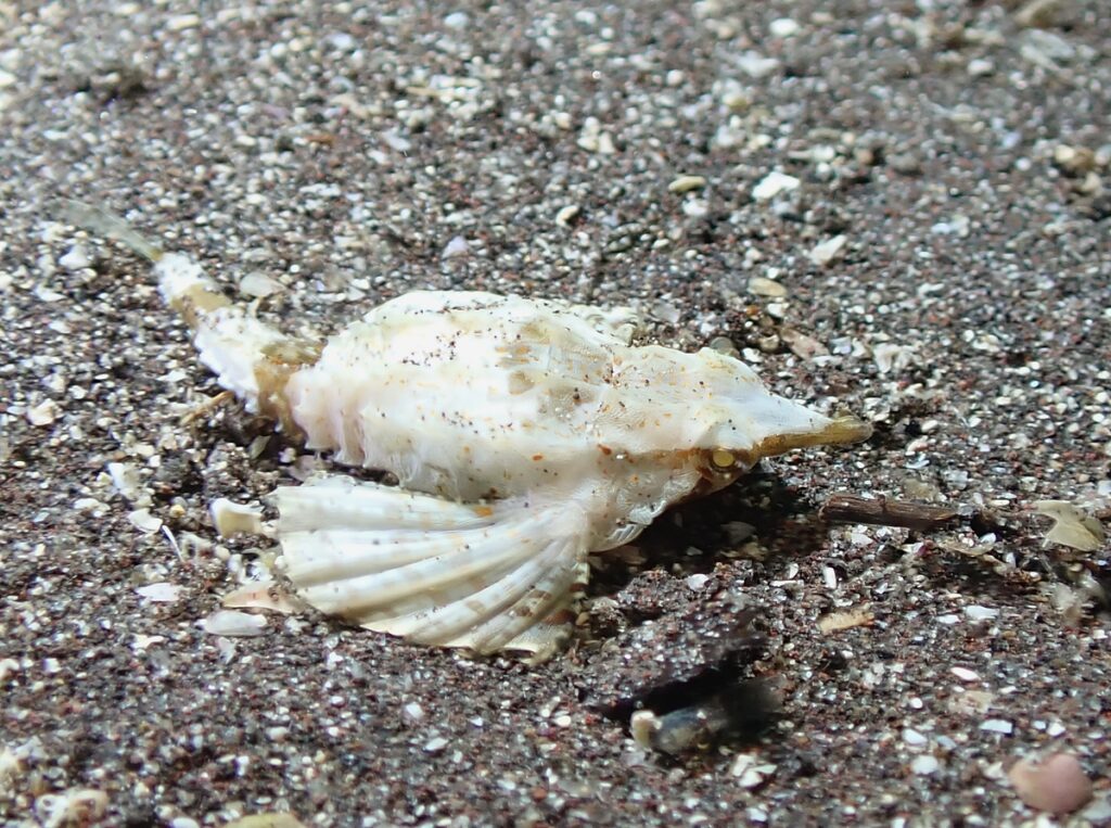 ナイトダイビング　伊豆　大瀬崎