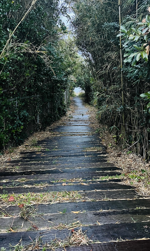 千葉県　坂田　ダイビングポイント　ザトウクジラの骨　ジャクマイヨール