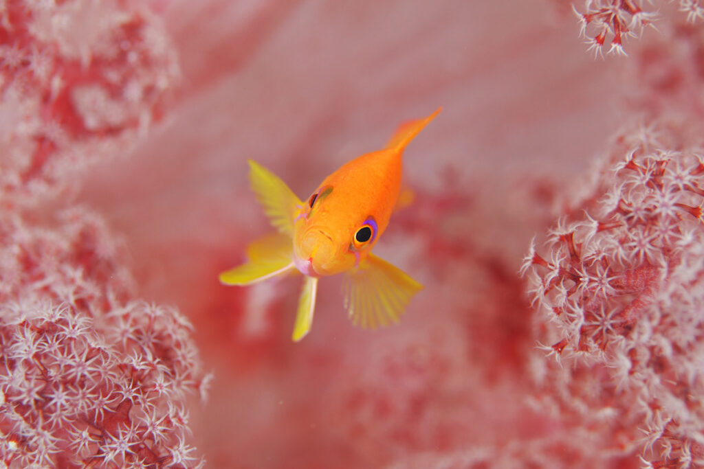 茂野優太 フォトセミナー　ダイビング　水中写真