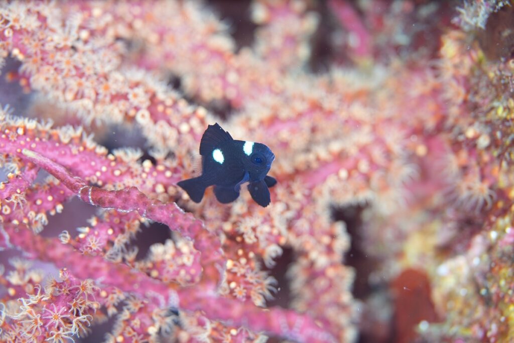茂野優太 フォトセミナー　ダイビング　水中写真