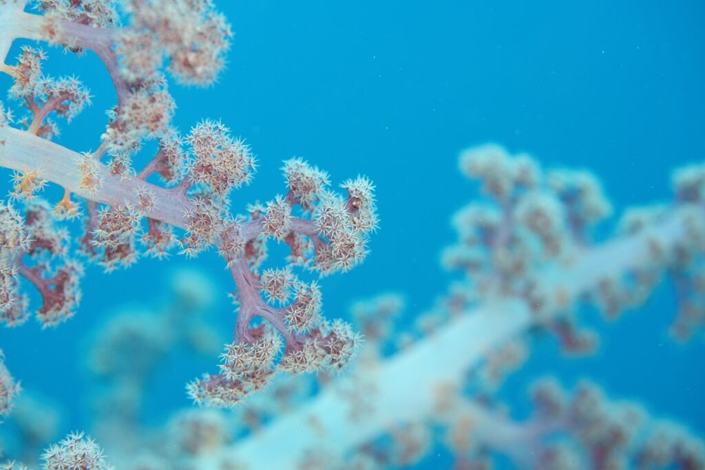 茂野優太 フォトセミナー　ダイビング　水中写真