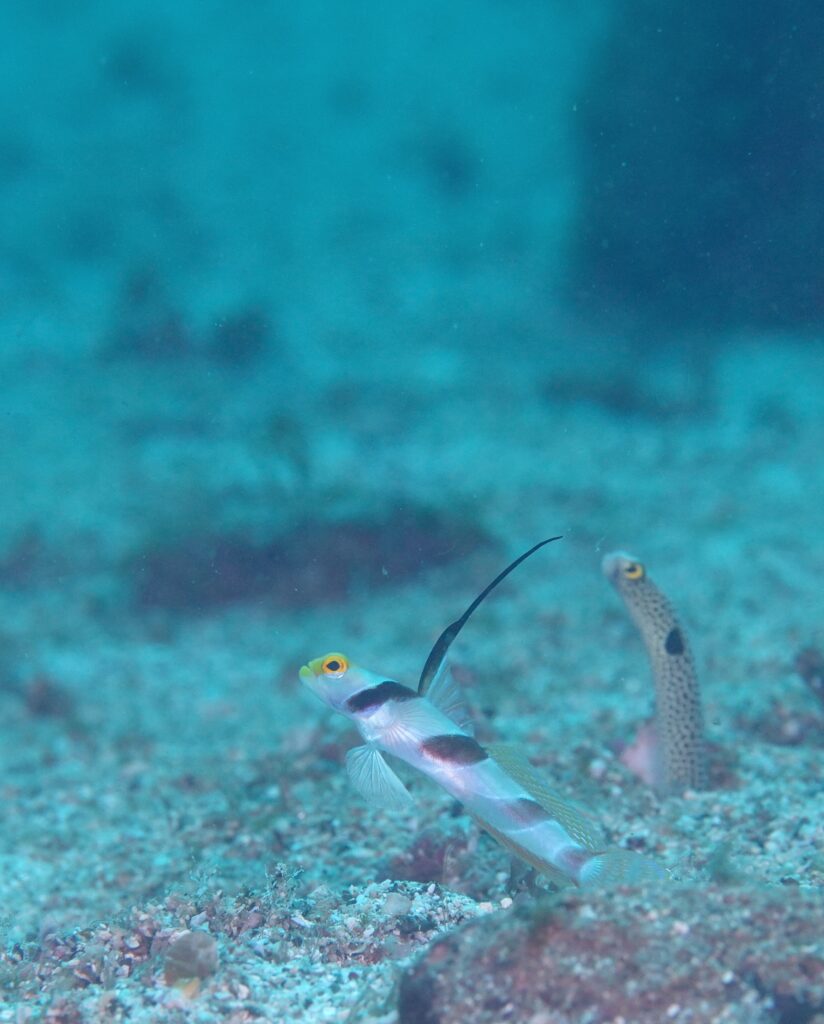 串本　ダイビング　南紀　赤鯱　生物　エビ　ネジリンボウ　ガーデンイール