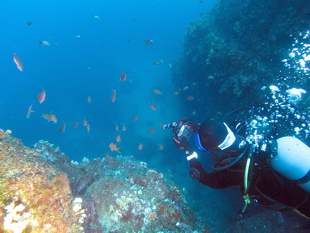 伊豆　熱海沈船ダイビング　レック　ソフトコーラル