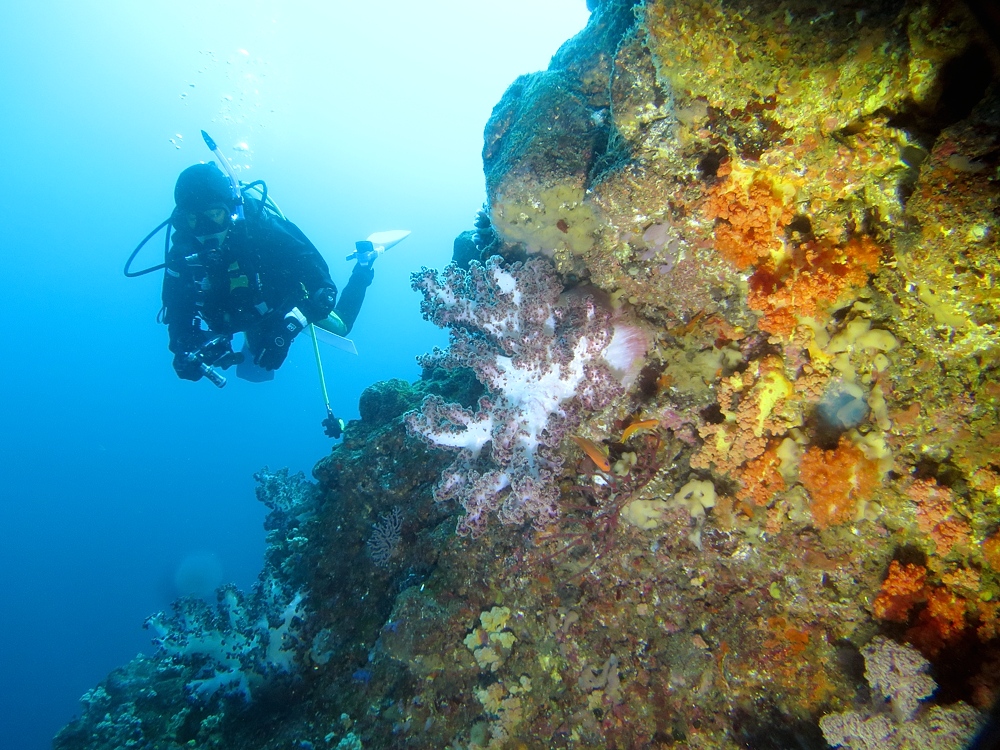 伊豆　熱海沈船ダイビング　レック　ソフトコーラル