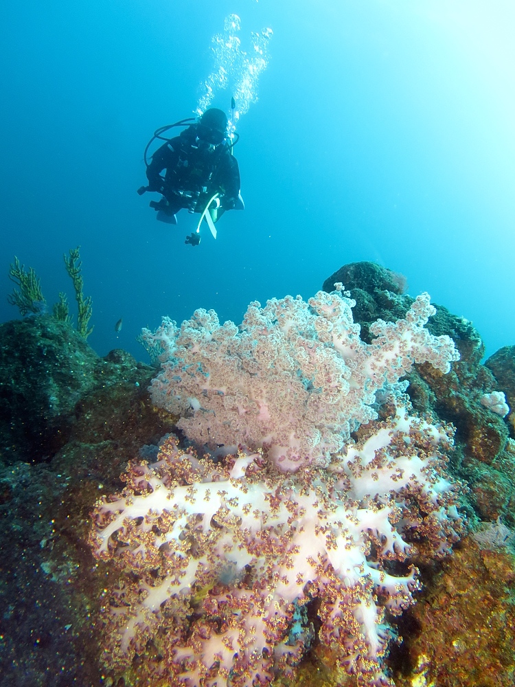 伊豆　熱海沈船ダイビング　レック　ソフトコーラル