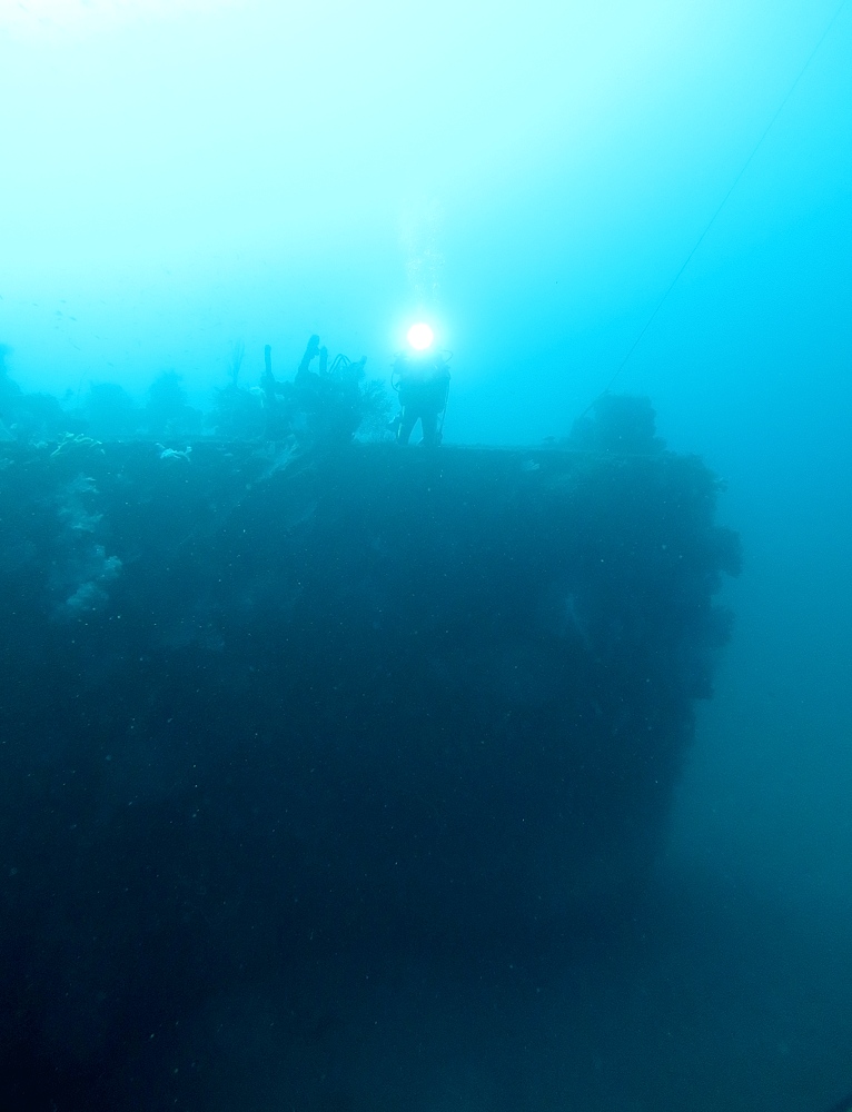 伊豆　熱海沈船ダイビング　レック　ソフトコーラル
