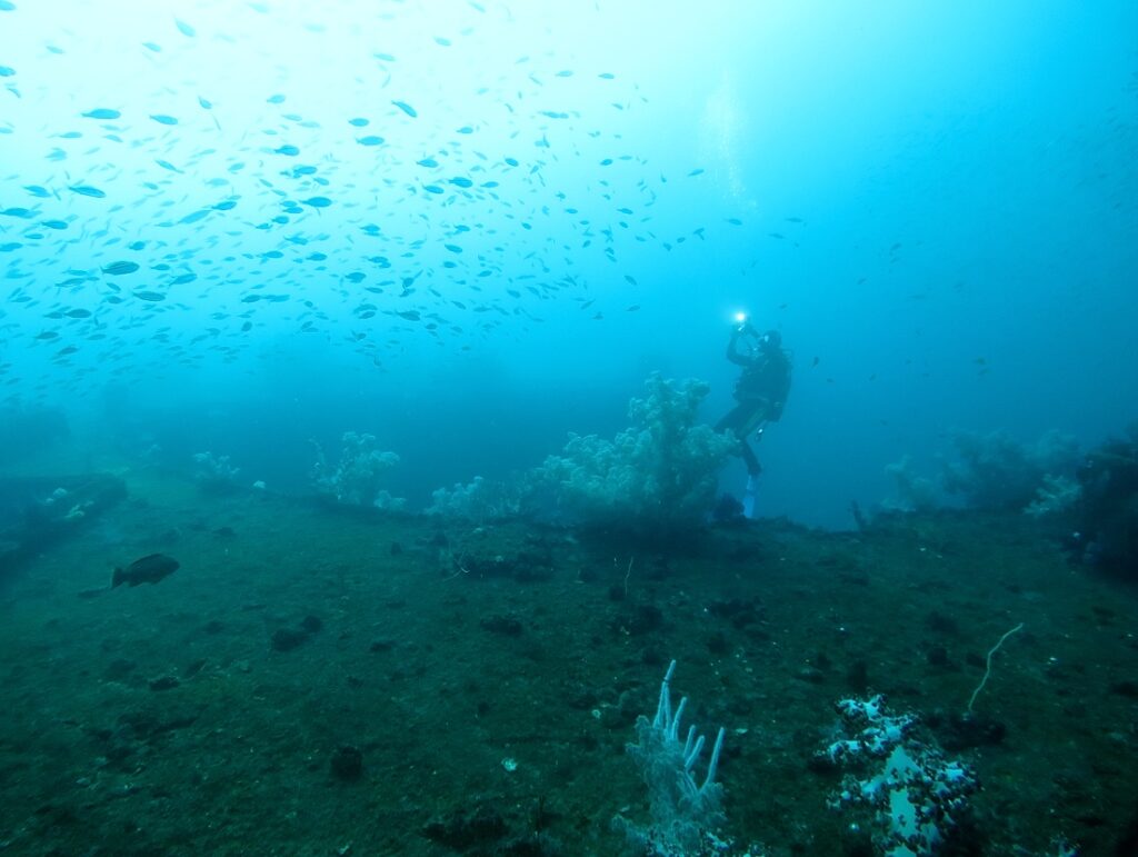 伊豆　熱海沈船ダイビング　レック　ソフトコーラル