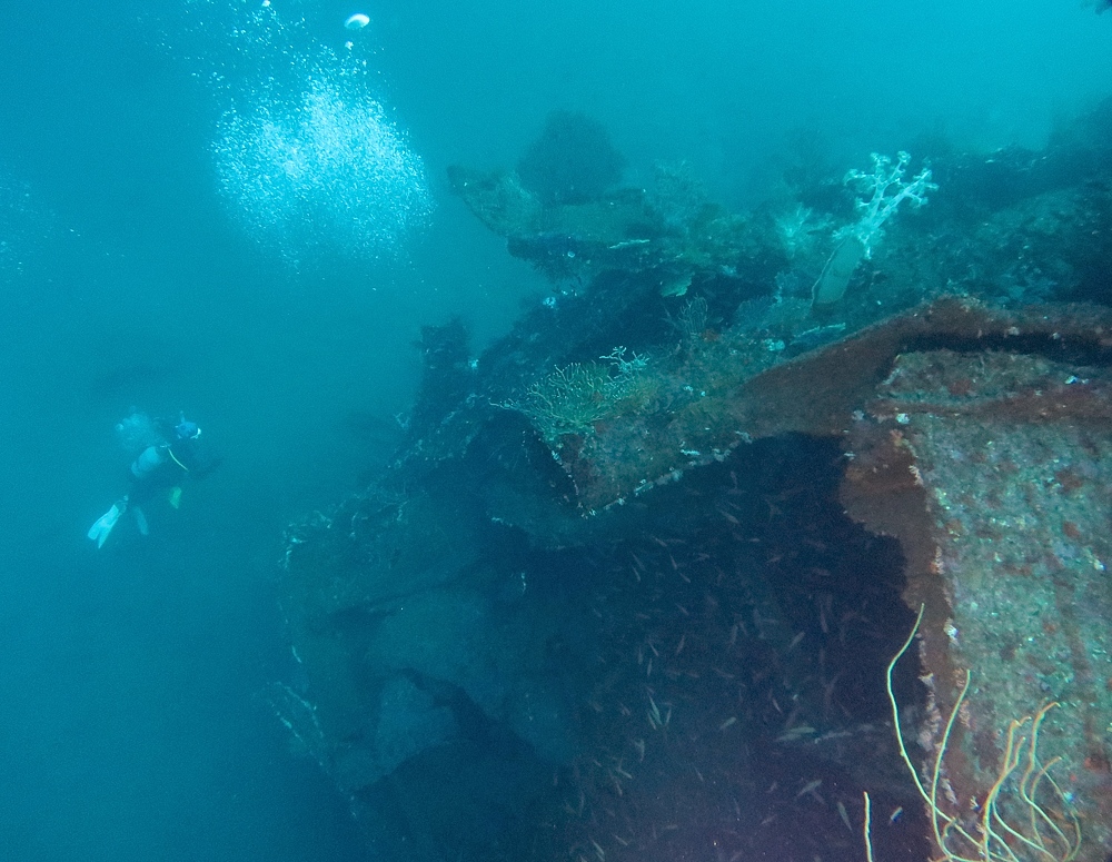 伊豆　熱海沈船ダイビング　レック　ソフトコーラル