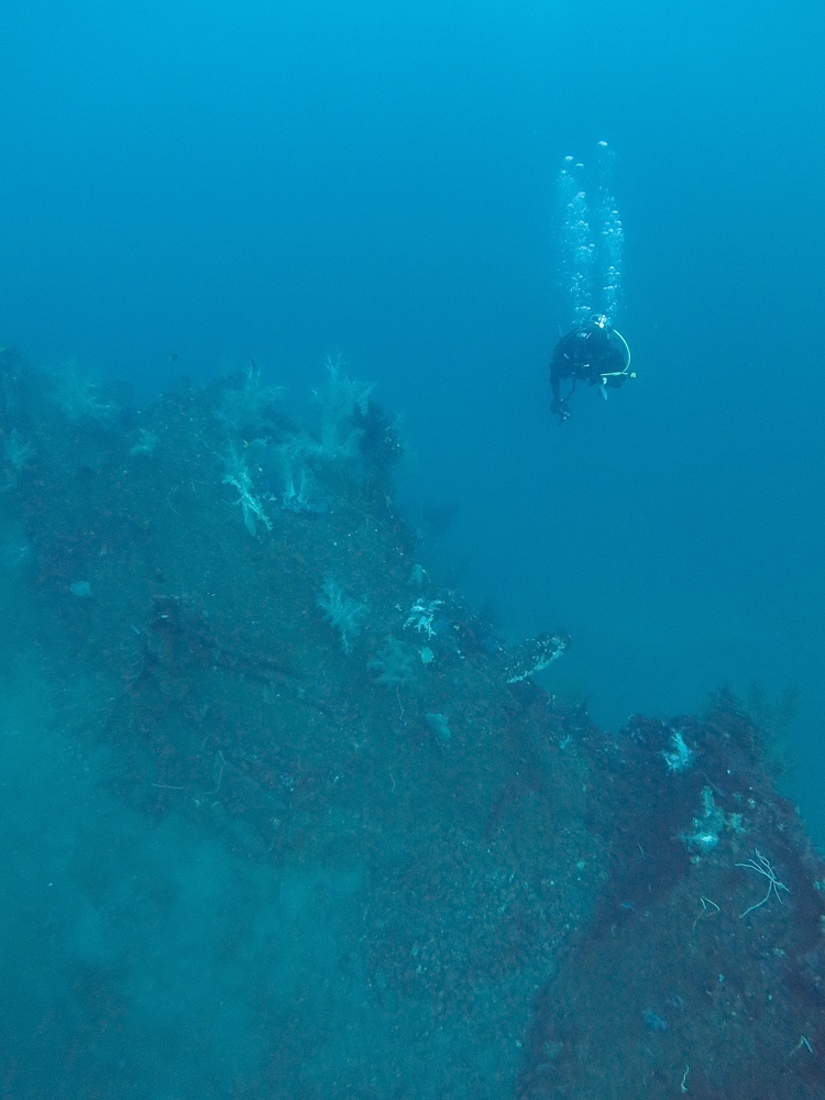 伊豆　熱海沈船ダイビング　レック　ソフトコーラル