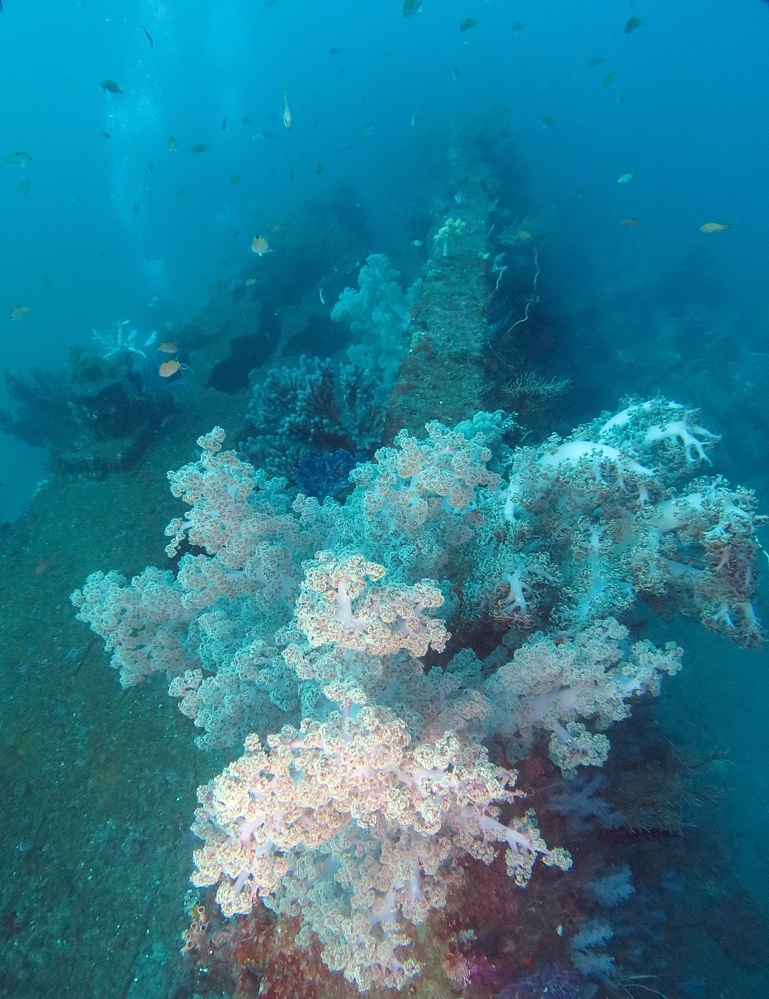 伊豆　熱海沈船ダイビング　レック　ソフトコーラル