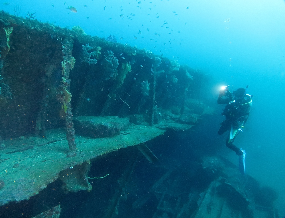 伊豆　熱海沈船ダイビング　レック　ソフトコーラル