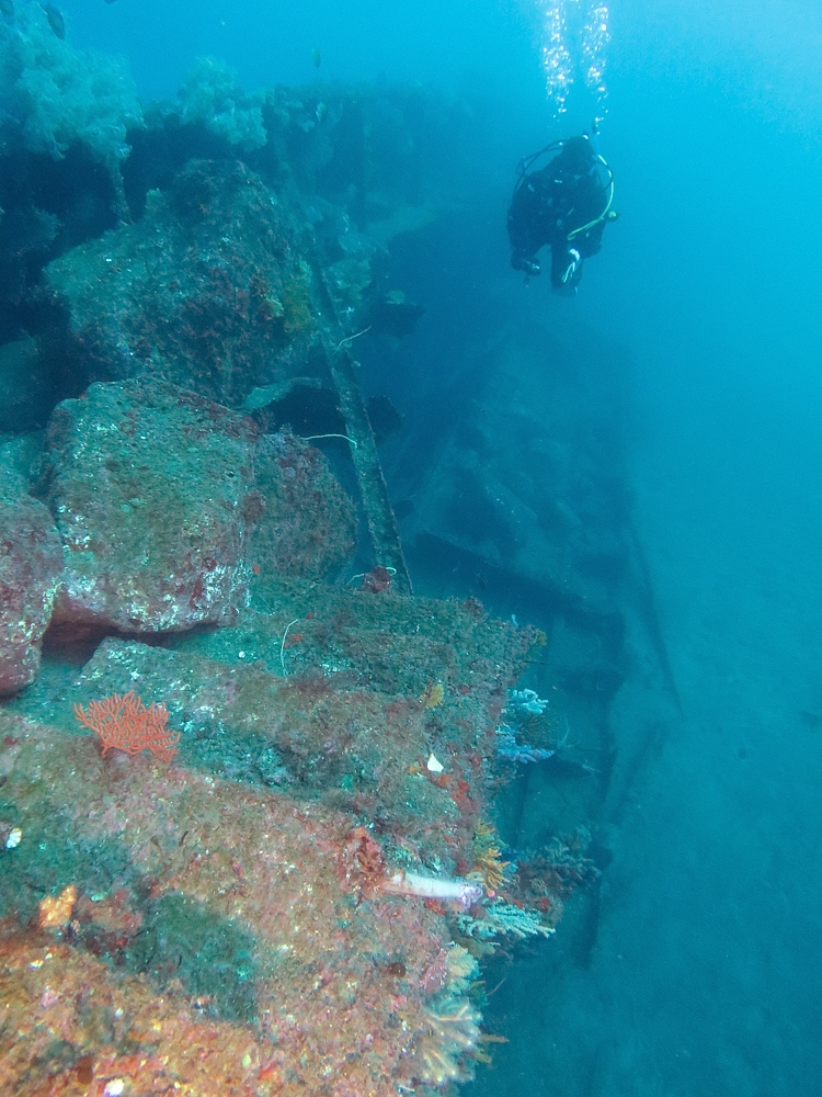 伊豆　熱海沈船ダイビング　レック　ソフトコーラル