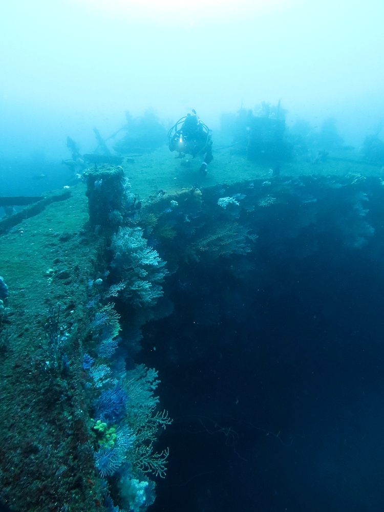 伊豆　熱海沈船ダイビング　レック　ソフトコーラル