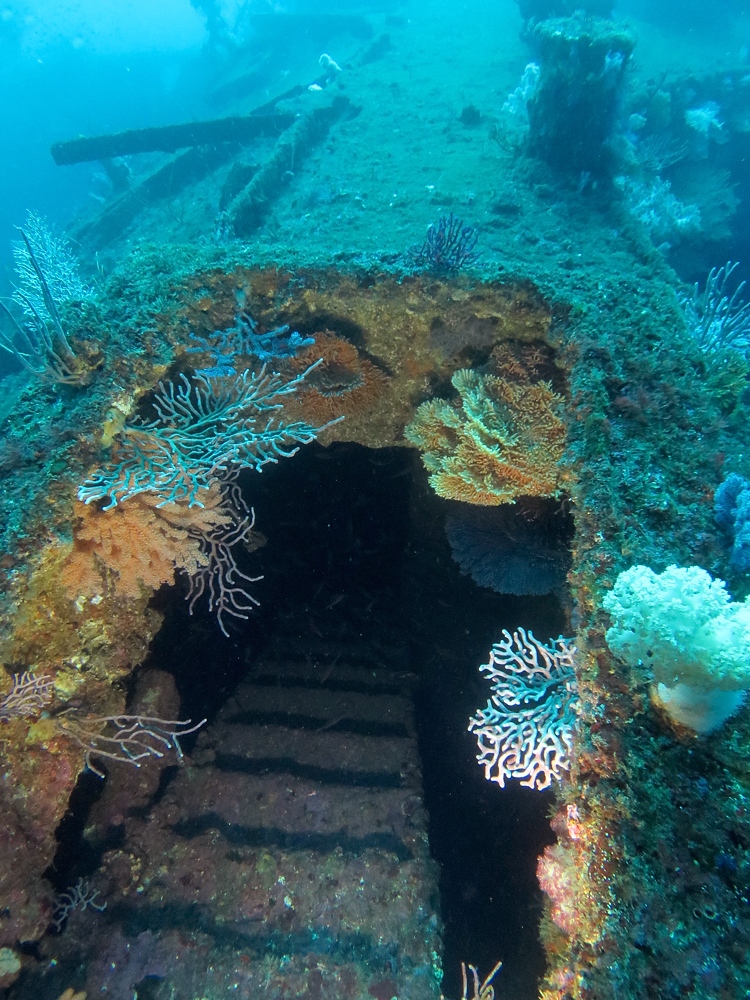 伊豆　熱海沈船ダイビング　レック　ソフトコーラル