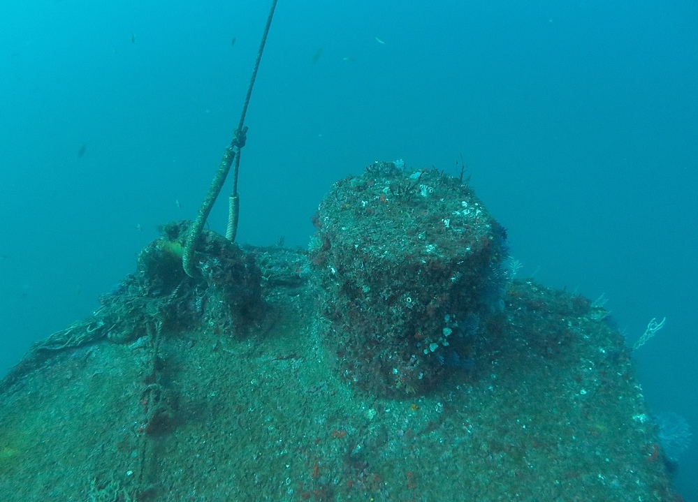 伊豆　熱海沈船ダイビング　レック　ソフトコーラル