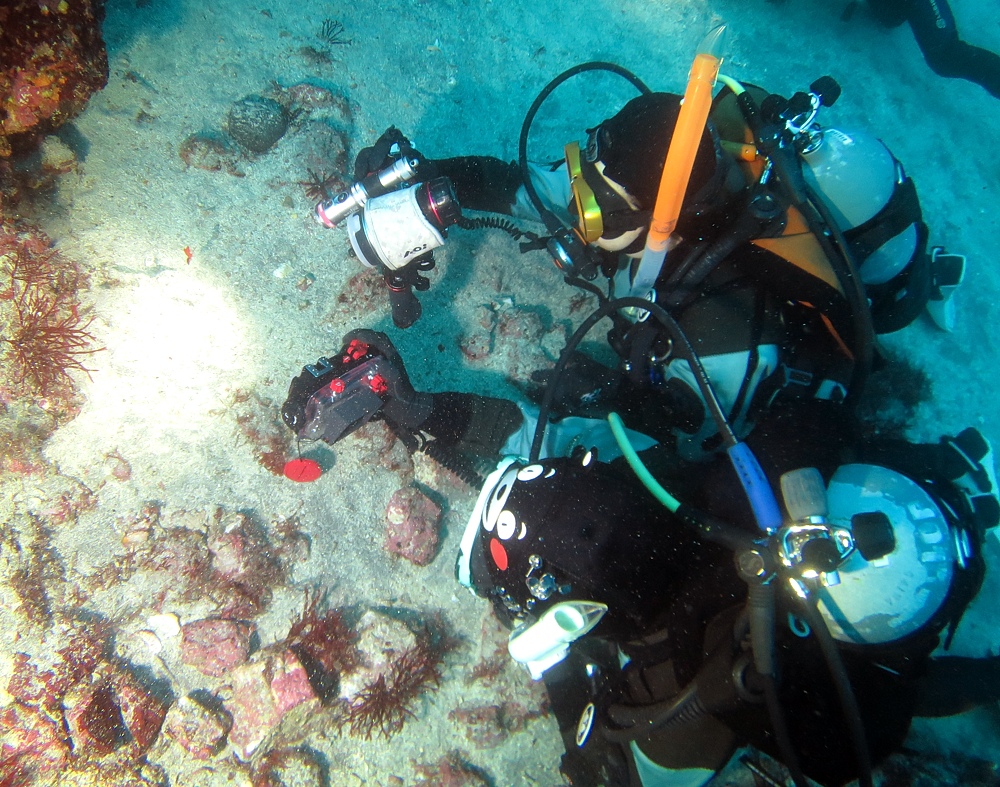 伊豆海洋公園　ナイトダイビング　ウミガメ　大晦日