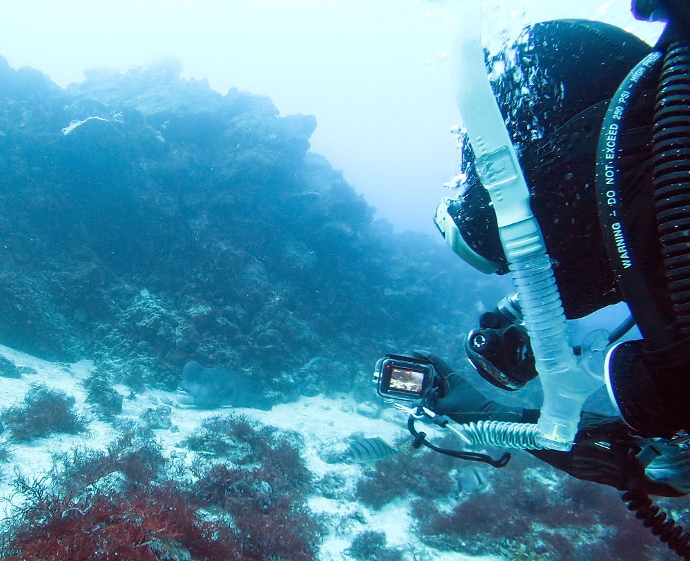伊豆海洋公園　ナイトダイビング　ウミガメ　大晦日