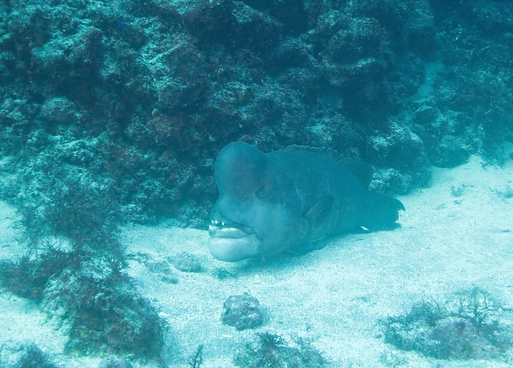 伊豆海洋公園　ナイトダイビング　ウミガメ　大晦日