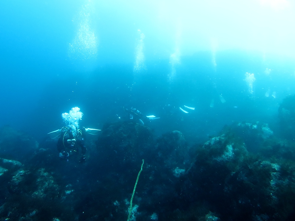 伊豆海洋公園　ナイトダイビング　ウミガメ　大晦日