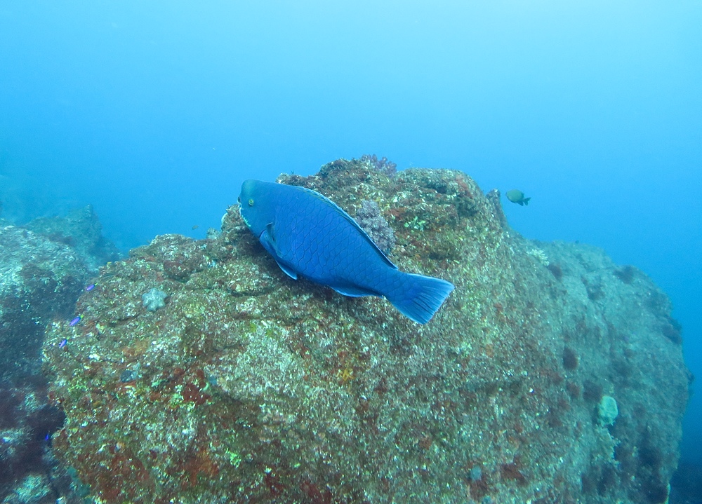 伊豆海洋公園　ナイトダイビング　ウミガメ　大晦日