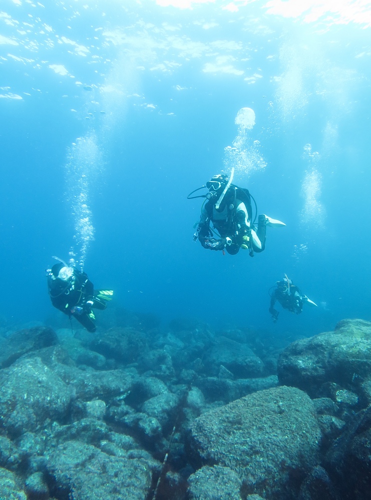 伊豆海洋公園　ナイトダイビング　ウミガメ　大晦日