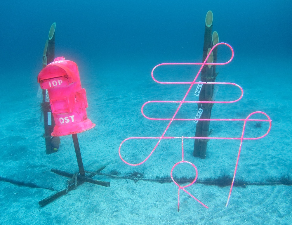 伊豆海洋公園　ナイトダイビング　ウミガメ　大晦日
