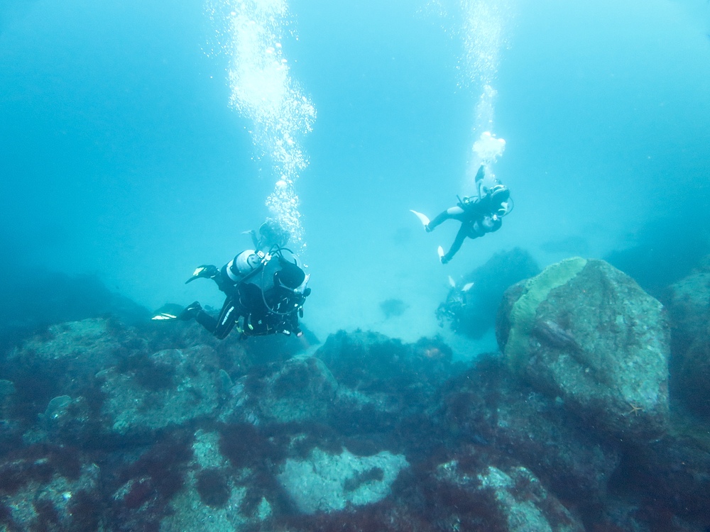 伊豆海洋公園　ナイトダイビング　ウミガメ　大晦日