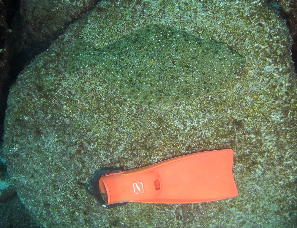 伊豆海洋公園　ナイトダイビング　ウミガメ　大晦日