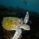 伊豆海洋公園　ナイトダイビング　ウミガメ　大晦日