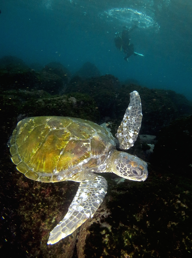 伊豆海洋公園　ナイトダイビング　ウミガメ　大晦日