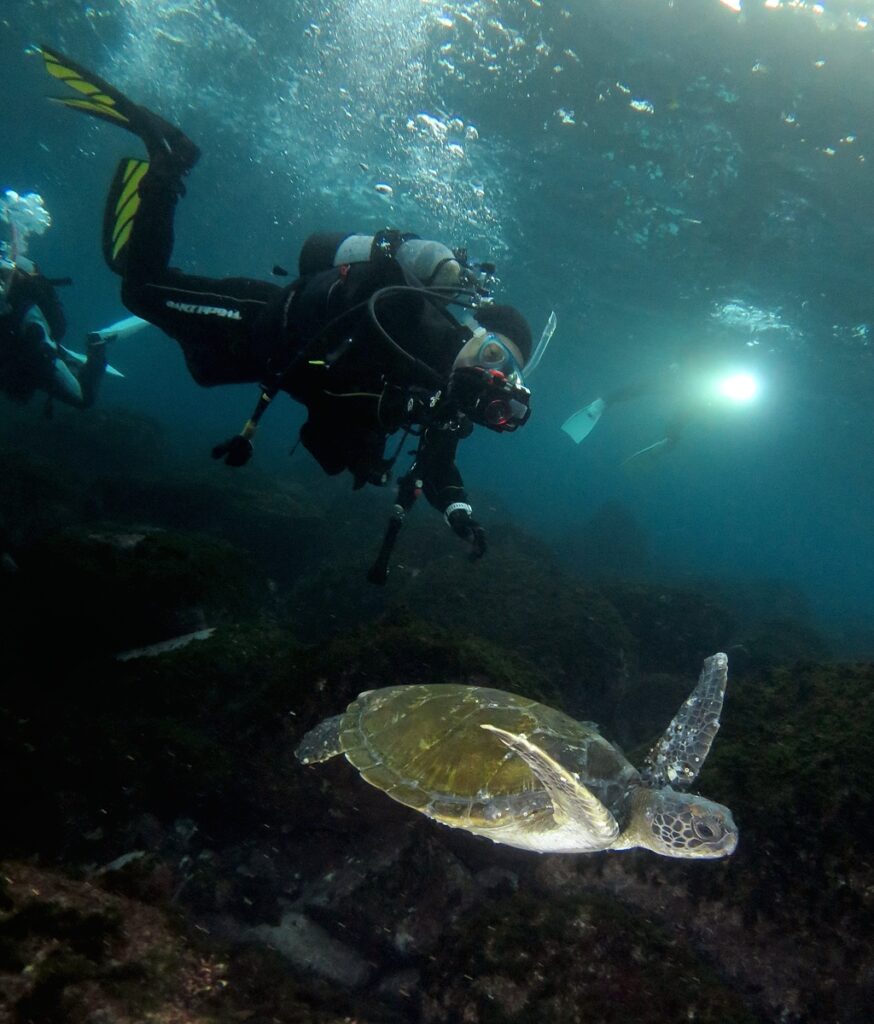 伊豆海洋公園　ナイトダイビング　ウミガメ　大晦日