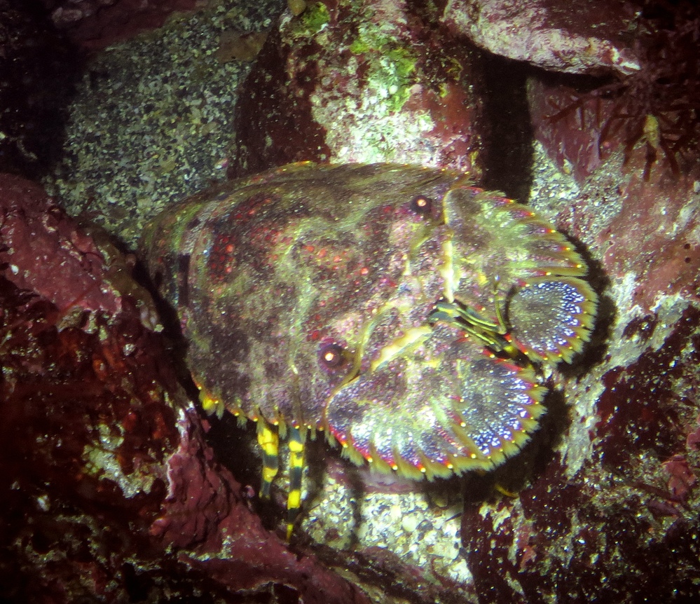 伊豆海洋公園　ナイトダイビング　ウミガメ　大晦日