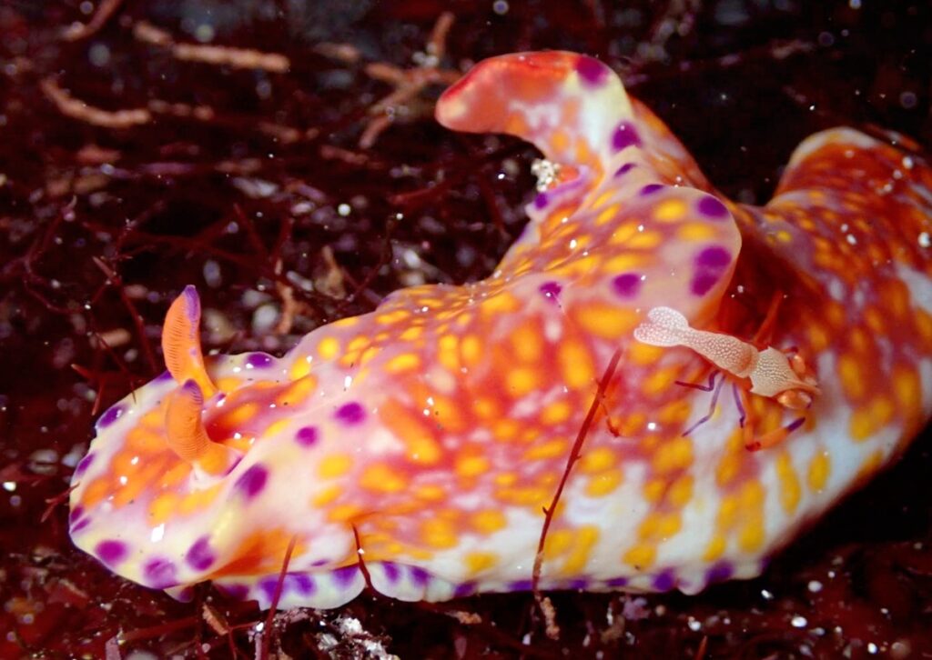 伊豆海洋公園　ナイトダイビング　ウミガメ　大晦日
