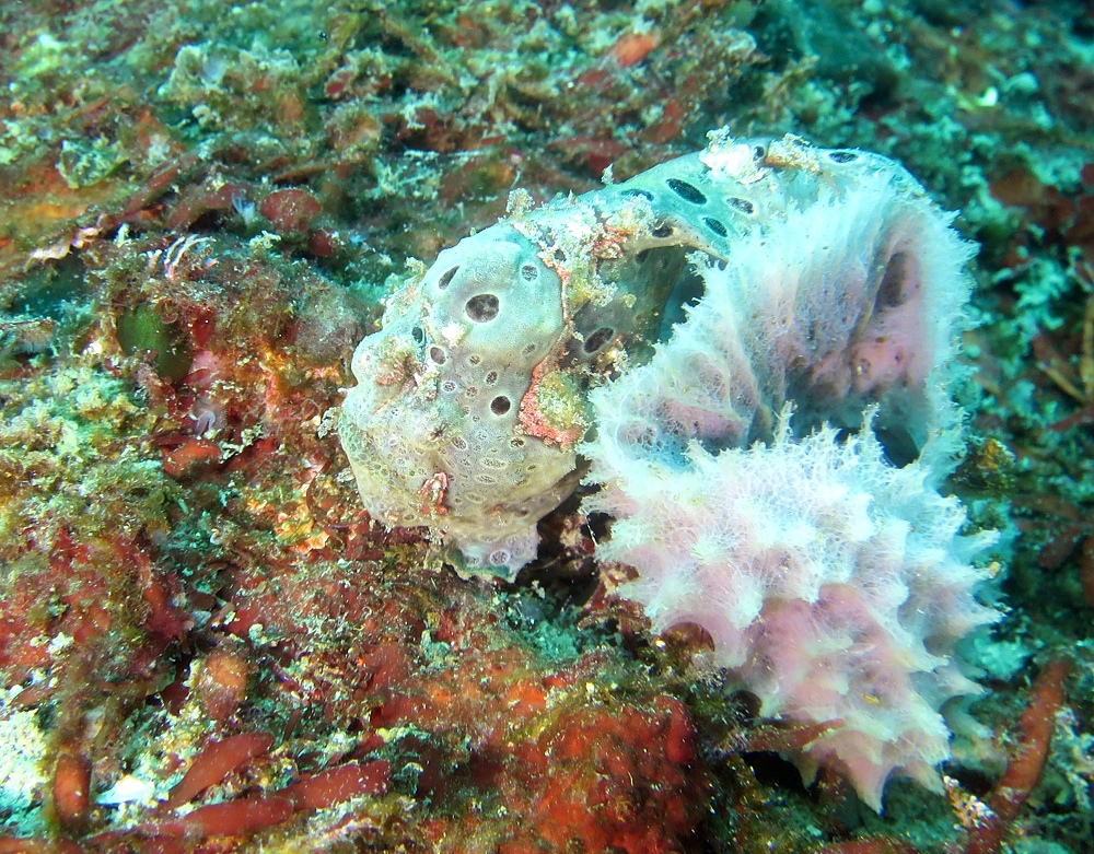 水中スクーター講習 PADI スペシャルティ講習