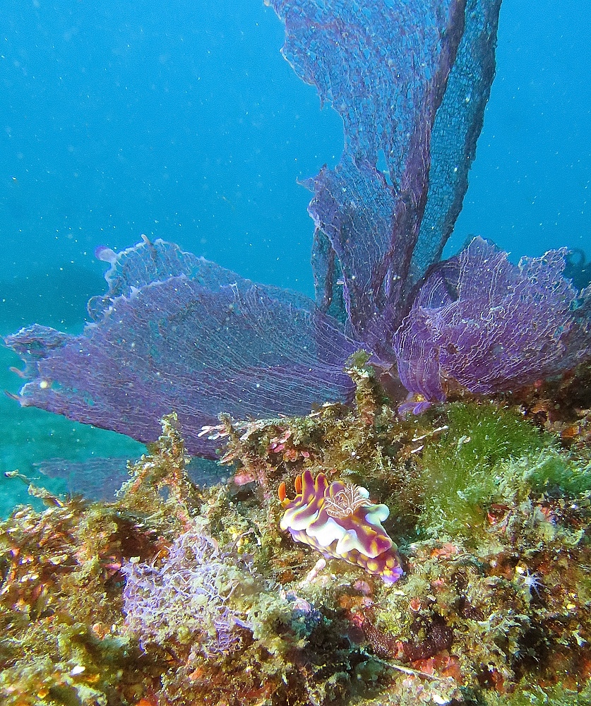 水中スクーター講習 PADI スペシャルティ講習