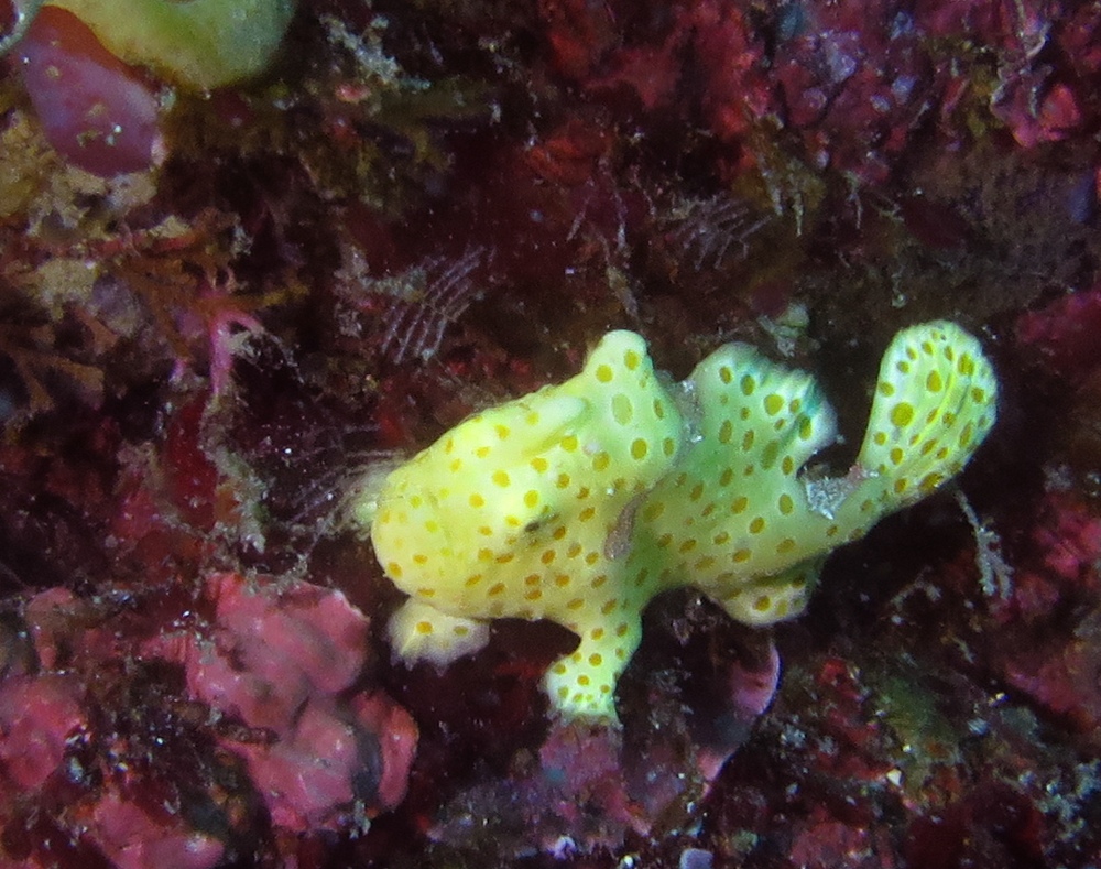 水中スクーター講習 PADI スペシャルティ講習