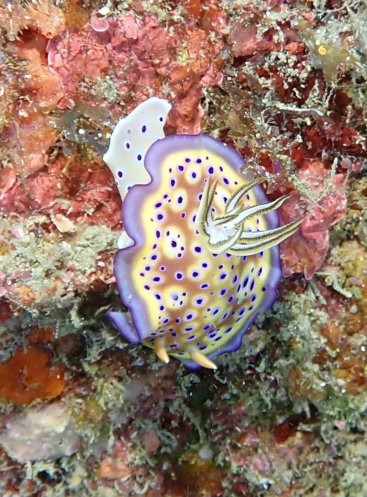 串本　ダイビング　南紀　赤鯱　生物　ウミウシ