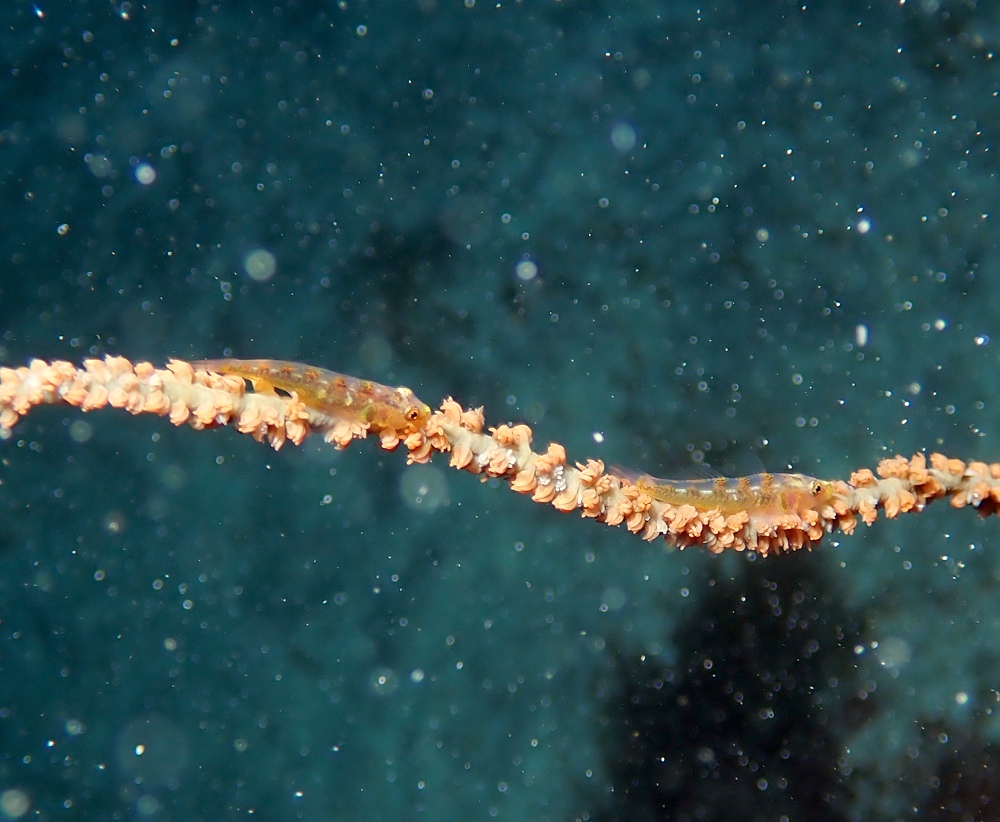 伊豆海洋公園　ナイトダイビング　ウミガメ　大晦日