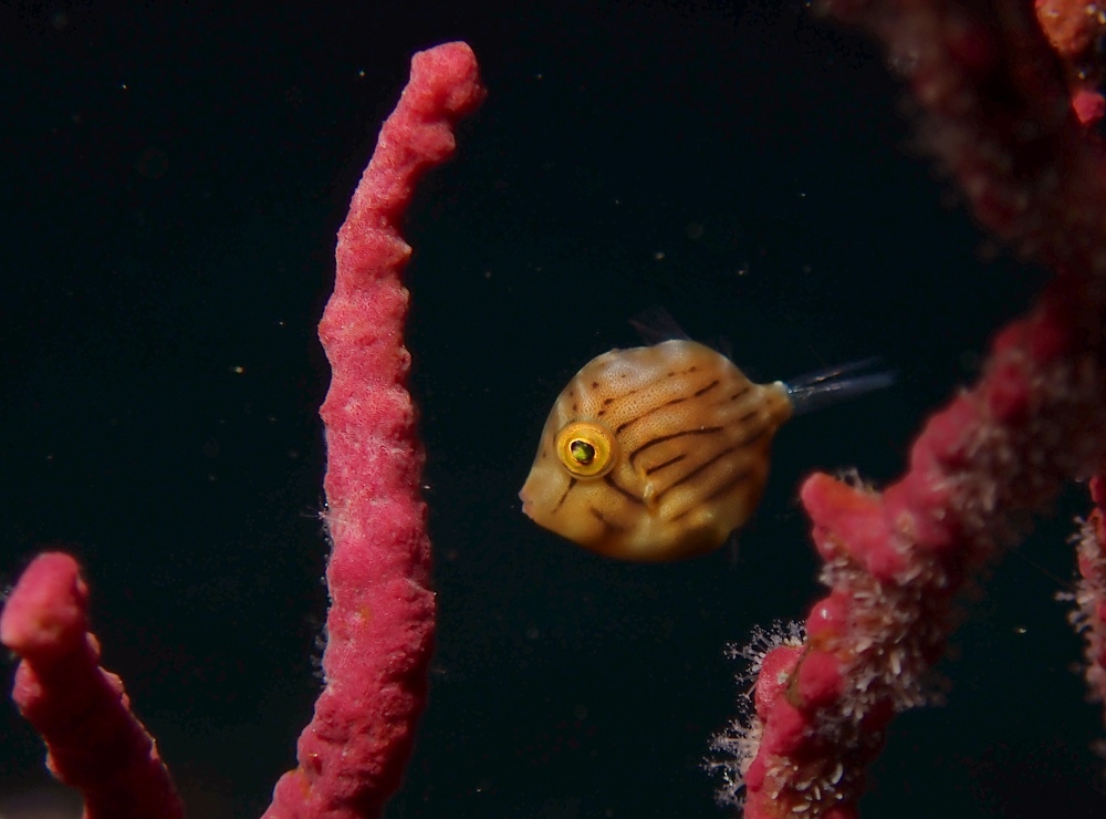 伊豆海洋公園　ナイトダイビング　ウミガメ　大晦日