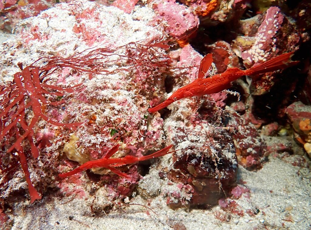 伊豆海洋公園　ナイトダイビング　ウミガメ　大晦日