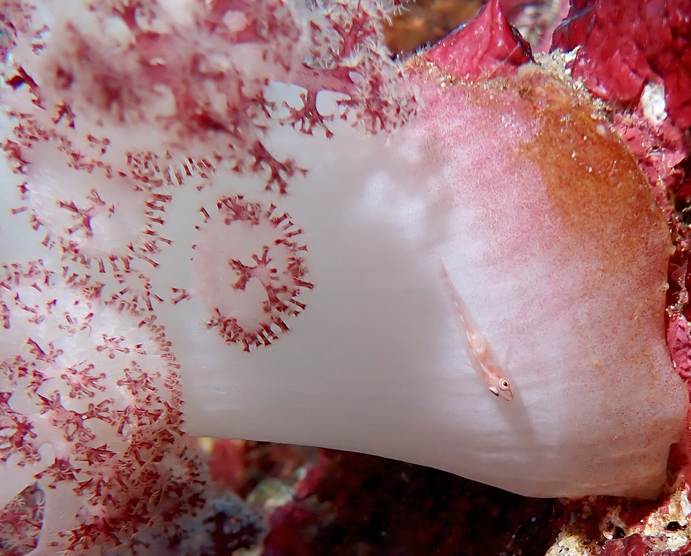 伊豆海洋公園　ナイトダイビング　ウミガメ　大晦日